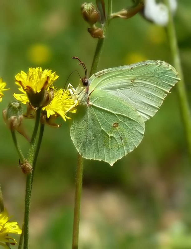 Gonepteryx rhamni maschio